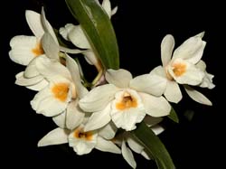 dendrobium_luteum_cd