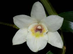 dendrobium_luteum_ws_cd