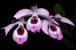 dendrobium_maccarthiae_cd