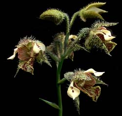 dendrobium_macrophyllum_cd