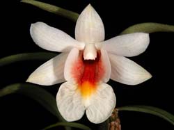 dendrobium_magaritaceum2_cd