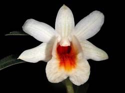 dendrobium_magaritaceum3_cd