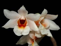 dendrobium_magaritaceum4_cd