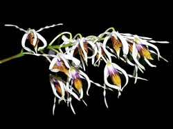 dendrobium_magistratus_cd