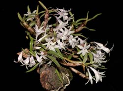 dendrobium_malvicolor3_cd