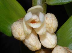 dendrobium_melanostictum_ws_cd