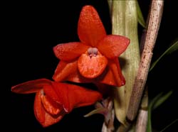 dendrobium_melinanthum2_ws_cd