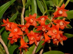 dendrobium_melinanthum3_ws_cd