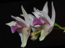 dendrobium_microbulbon2_ws_cd