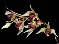 dendrobium_miserum_ws_cd