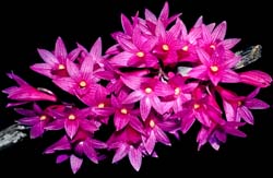 dendrobium_miyakei_2__cd