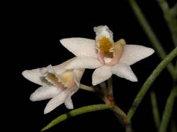 dendrobium_modestum_ws_cd