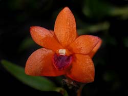 dendrobium_mohlianum2_cd