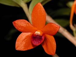 dendrobium_mohlianum3_cd