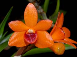 dendrobium_mohlianum4_cd