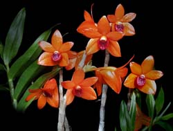 dendrobium_mohlianum_cd