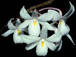 dendrobium_montanum_cd