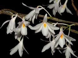 dendrobium_montanum_ws_cd