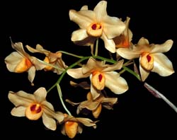 dendrobium_moschatum_cd