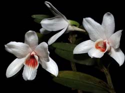 dendrobium_multilineatum_cd