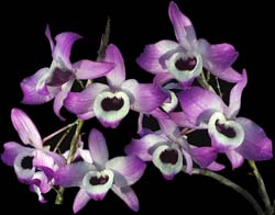 dendrobium_nobile_cd