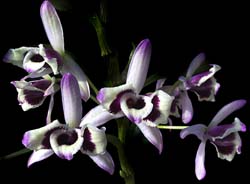 dendrobium_nobile_cooksonianum