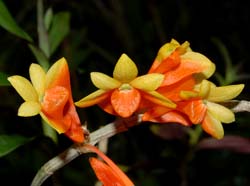 dendrobium_obtusisepalum_ws_cd