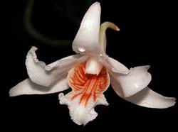 dendrobium_ochraceum_album_cd