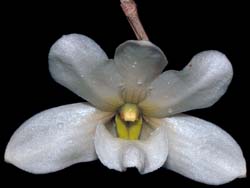 dendrobium_papilio_cd