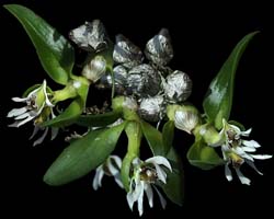 dendrobium_peguanum_cd