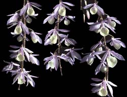 dendrobium_pieradii_cd