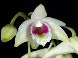 dendrobium_platygastrium_cd