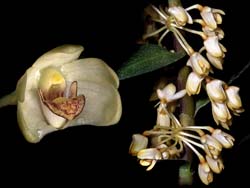 dendrobium_pleianthum_cd