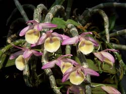 dendrobium_primulinum_cd