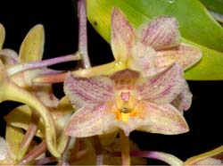 dendrobium_profusum2_ws_cd