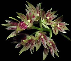 dendrobium_proteranthum_cd