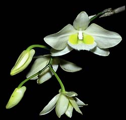 dendrobium_pulchellum_album_cd