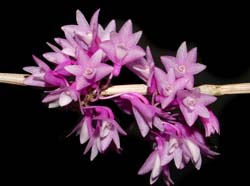 dendrobium_ramosii_ws_cd