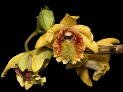 dendrobium_ramosum_ws_cd