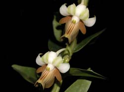 dendrobium_revolutum2_cd