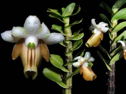 dendrobium_revolutum_cd