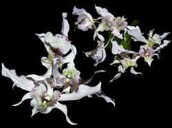 dendrobium_rhodostictum2_cd