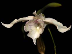 dendrobium_rhodostictum3_cd