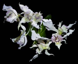 dendrobium_rhodostictum_cd