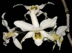 dendrobium_rhombeum_ws_cd