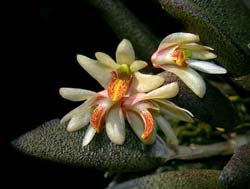 dendrobium_rigidum2_cd