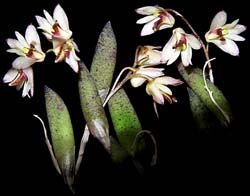 dendrobium_rigidum_cd