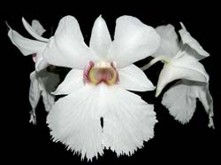 dendrobium_sanderae_majus_fimbriata_cd