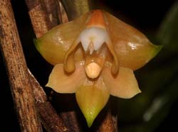 dendrobium_sandsii_WS_cd