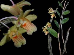 dendrobium_sanguinolentum_cd_xxl